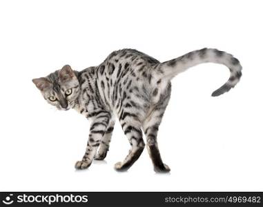 bengal cat in heat in front of white background