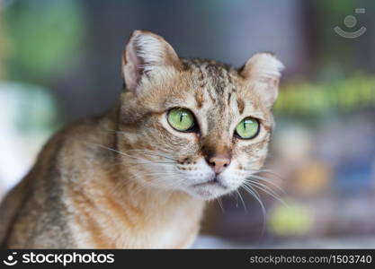 Bengal cat in light brown and cream looking with pleading