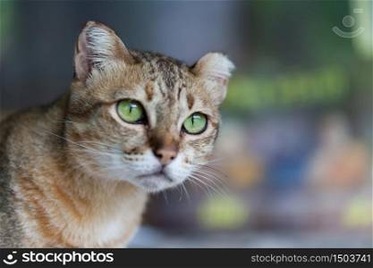 Bengal cat in light brown and cream looking with pleading