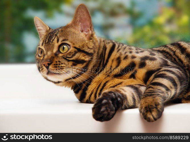 Bengal cat looking away