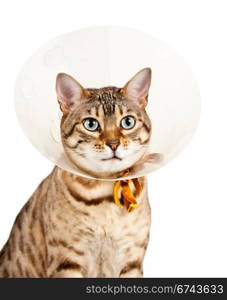 Bengal cat looking sad in neck collar to stop it licking a wound