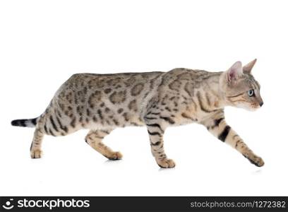 bengal cat silver in front of white background