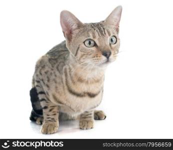bengal cat silver in front of white background