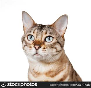 Bengal cat staring plaintively away from camera