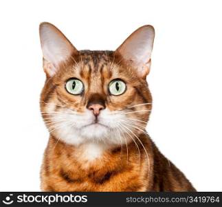 Bengal cat staring straight at camera with shocked or stunned expression
