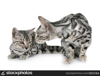 bengal cats in front of white background