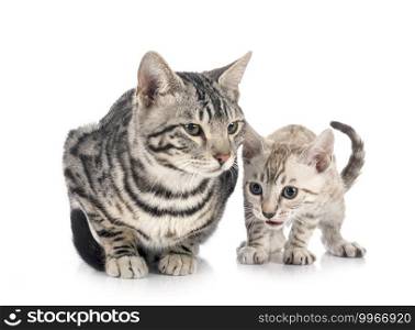 bengal cats in front of white background