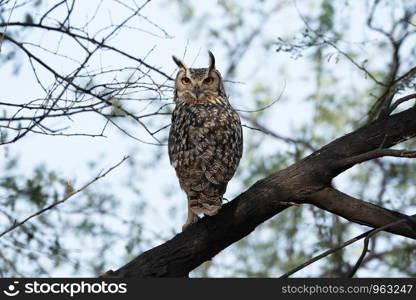 Bengal eagle owl, Bubo bengalensis, Blackbuck National Park, Velavadar, Gujarat, India