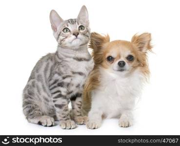 bengal kitten and chihuahua in front of white background