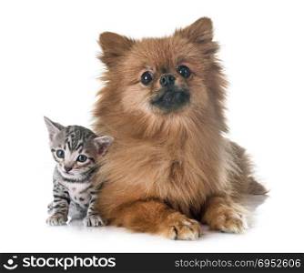 bengal kitten and pomeranian in front of white background
