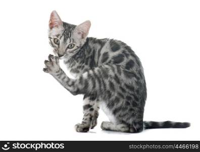 bengal kitten gromming in front of white background