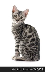 bengal kitten in front of white background