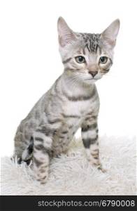 bengal kitten in front of white background
