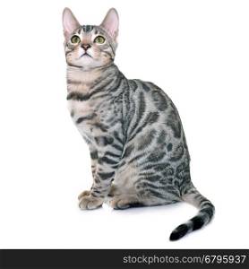 bengal kitten in front of white background