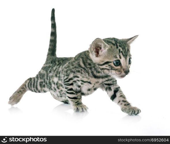 bengal kitten in front of white background