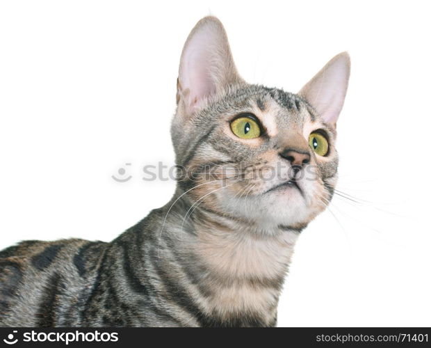 bengal kitten in front of white background