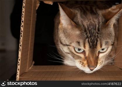 Bengal kitten seeking food and pushing its head through a cardboard box