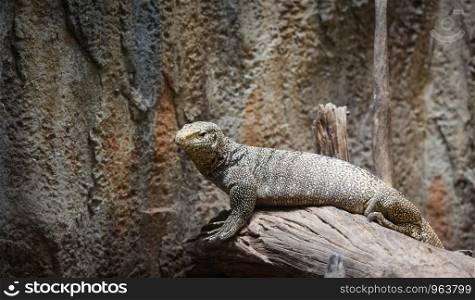 Bengal Monitor - Tree Monitor wildlife lizard / Varanus bengalensis selective focus