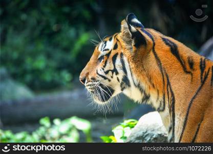 bengal - royal tiger / close up of head tiger looking for prey in the national park