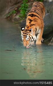 Bengal tiger drinking water in a forest.