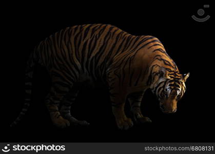 bengal tiger in dark background with spotlight