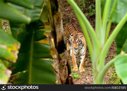 bengal tiger in forest