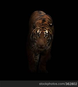 bengal tiger in the dark background