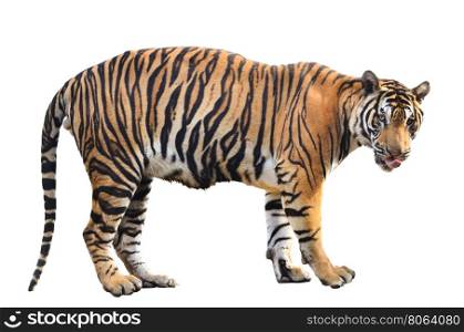 bengal tiger isolated on white background