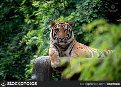 bengal tiger lying down among green bush