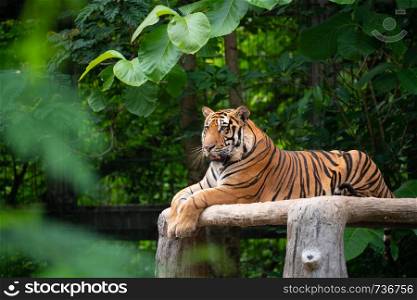bengal tiger lying down among green tree