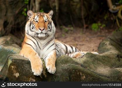 Bengal tiger lying on a rock.
