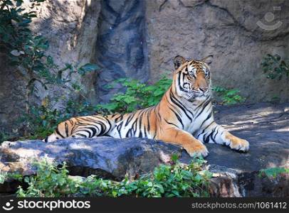 bengal tiger lying on the rock relax on summer day in the national park - male royal tiger