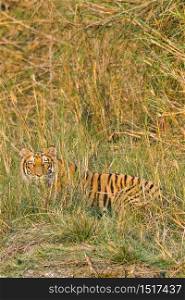 Bengal Tiger, Panthera tigris tigris, Royal Bardia National Park, Bardiya National Park, Nepal, Asia