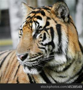 Bengal Tiger portrait. Bengal Tiger portrait close up view