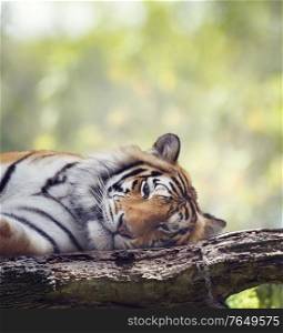 Bengal tiger resting on a tree. Wild animals.