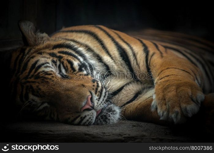 bengal tiger sleeping on floor