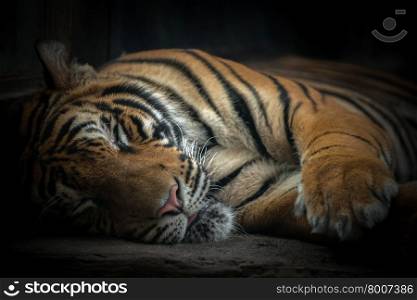 bengal tiger sleeping on floor