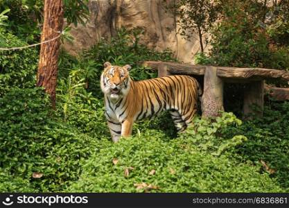 Bengal Tiger standing and looking