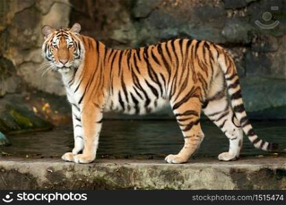 Bengal tiger standing on a rock in the forest.