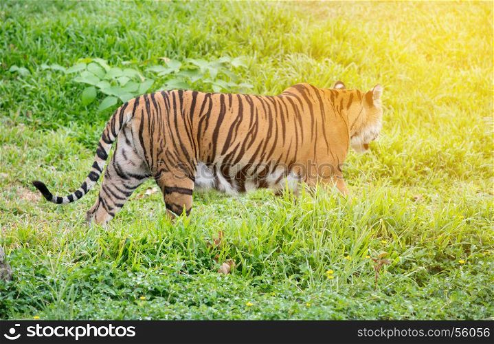 bengal tiger walking among fresh green grass with flare light
