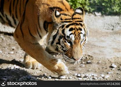 Bengala tiger outdoor portrait walking