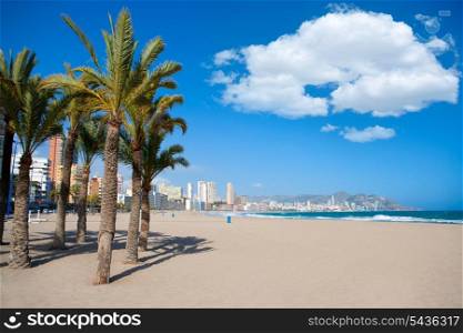Benidorm Alicante beach palm trees and Mediterranean sea of Spain