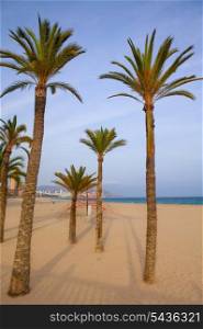 Benidorm palm trees beach in mediterranean alicante from spain
