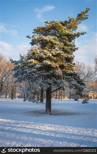 Bent pine tree in park covered by fresh snow on sunny winter day