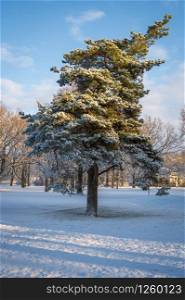 Bent pine tree in park covered by fresh snow on sunny winter day