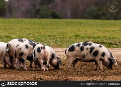 Bentheimer land pigs foraging. Several Bentheim country pigs