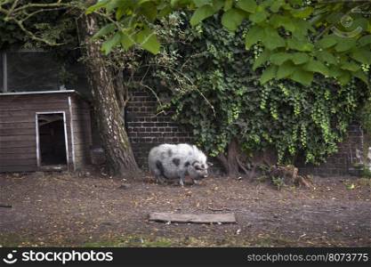bentheimer pig before shed and barn with ivy on farm in belgium