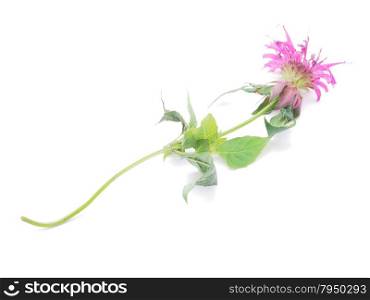 Bergamot flower on a white background