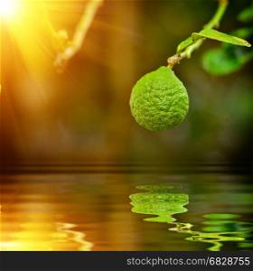 bergamot fruit close up on tree with reflection