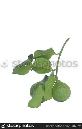 Bergamot herb for cooking